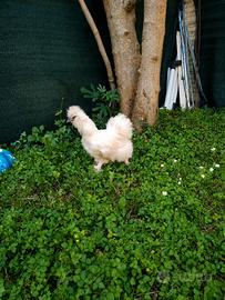 Gallo e galline moroseta
