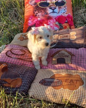 Maltipoo cucciola