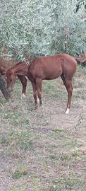 Puledra Appaloosa Quarter cavallo