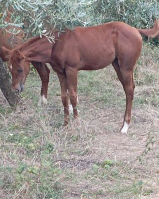 Puledra Appaloosa Quarter cavallo