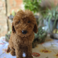 Adorabili cuccioli di barboncino Nano e Toy