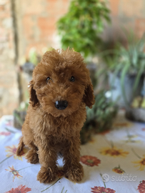 Adorabili cuccioli di barboncino Nano e Toy