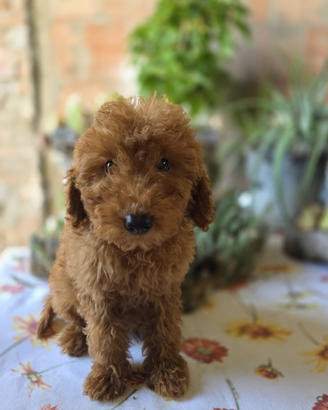 Adorabili cuccioli di barboncino Nano e Toy