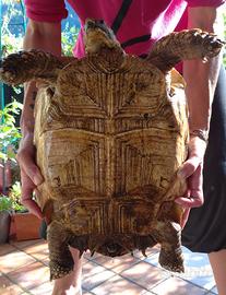 Geochelone sulcata femmina
