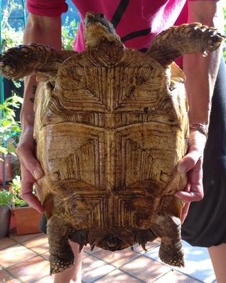 Geochelone sulcata femmina