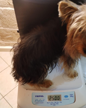 Yorkshire terrier per monta