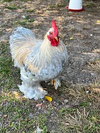 Gallo Cocincina nana