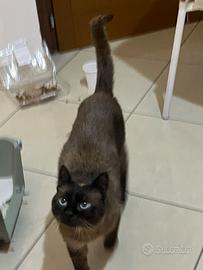 Siamese dolcissimo rimasto solo
