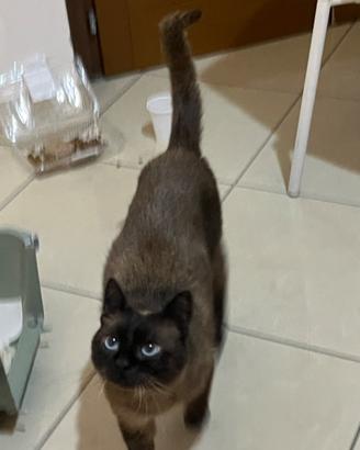 Siamese dolcissimo rimasto solo