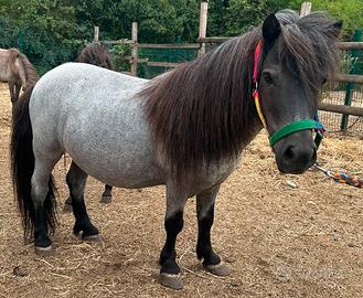 Pony
