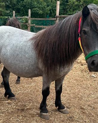 Pony