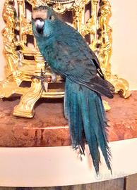 Pappagalli meravigliosi