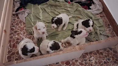 Cuccioli di Lagotto Romagnolo