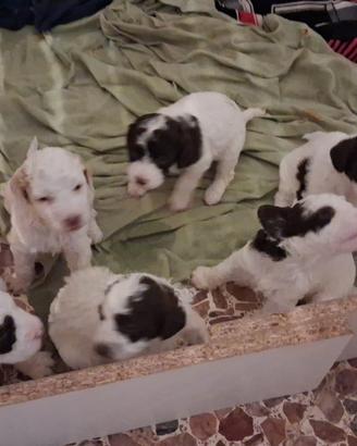 Cuccioli di Lagotto Romagnolo