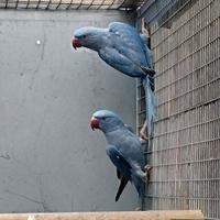 Parrochetti dal collare