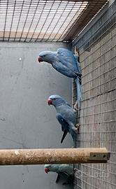 Parrochetti dal collare