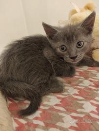 Sid gattino 2 mesi