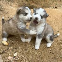 7 cuccioli di Husky malamute