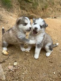 7 cuccioli di Husky malamute
