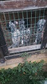 Cuccioli setter Inglese