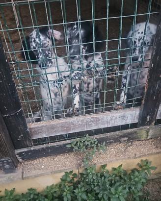 Cuccioli setter Inglese