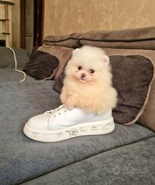 Spitz di Pomerania / tedesco nano