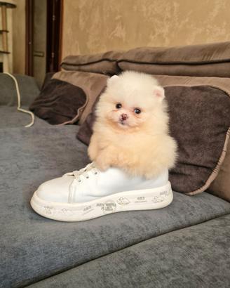 Spitz di Pomerania / tedesco nano