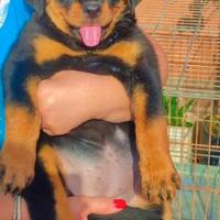 Cuccioli Rottweiler