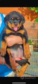 Cuccioli Rottweiler