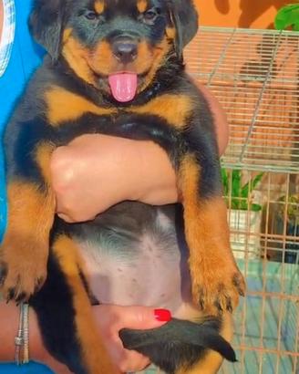 Cuccioli Rottweiler