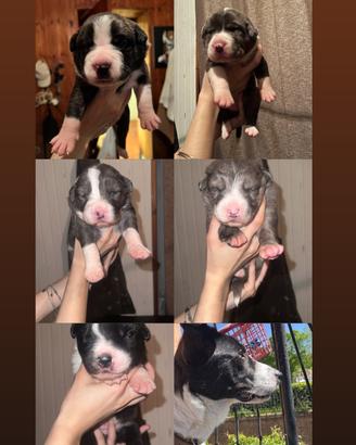 Mix border collie
