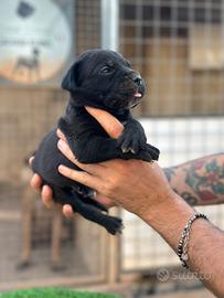Cane corso