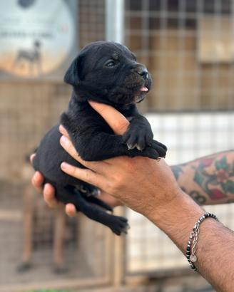 Cane corso