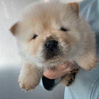 Cuccioli chow chow