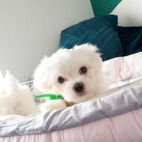 Cuccioli di maltese machi e femmine