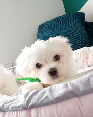 Cuccioli di maltese machi e femmine