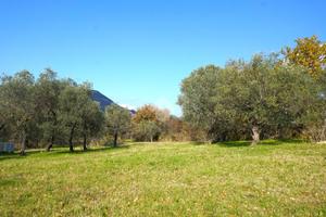 TER. AGRICOLO A MONTECORVINO ROVELLA