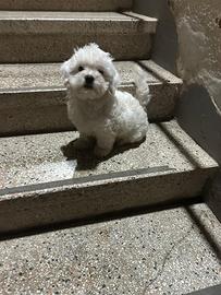 Cucciolo di Maltese