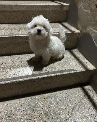 Cucciolo di Maltese