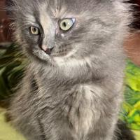 Gatti Siberiani