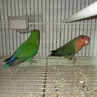 Inseparabili buona taglia