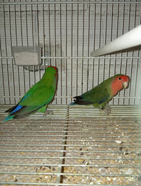 Inseparabili buona taglia