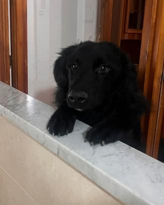 Birbo ha solo 2 settimane