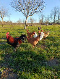 Pulcini galline nostrane