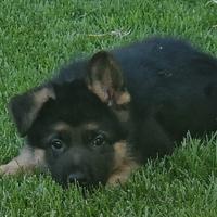 Cuccioli di pastore tedesco