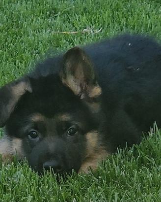 Cuccioli di pastore tedesco