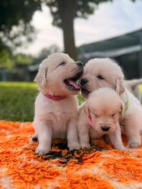 Golden retriver