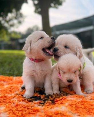 Golden retriver