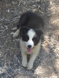Border Collie