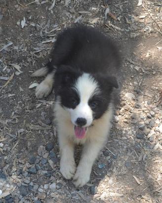 Border Collie